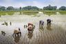 Local people in Ninh Binh