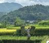 Harvesting season Nghia Lo Vietnam