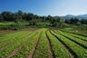 visite de la ferme biologique au Laos