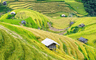 La beauté enchanteresse de Mai Chau lors de la saison du riz doré