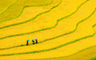 La saison dorée des rizières Vietnam