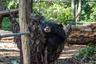 Centre de sauvetage d'ours de Tat Kuang Si Laos