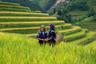 best time to visit Mu Cang Chai