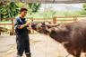 La laiterie de buffles du Laos à Luang Prabang