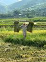 La saison de récolte du riz à Nghia Lo Yen Bai