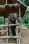 Le Mandalao Elephant Conservation à Luang Prabang Laos