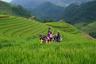 Les majestueuses rizières en terrasse de Mu Cang Chai Vietnam