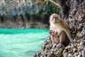 Monkey Beach à Koh Phi Ph thailande