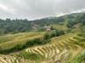Rice terrace field in Sapa Vietnam