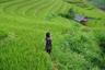 Rizières en terrasses dans la campagne de Mu Cang Chai Vietnam