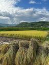 Saison de récolte du riz à Nghia Lo Yen Bai