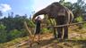 Sanctuaires d'éléphants de Chiang Mai Thailande