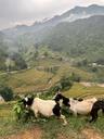 paysages à Sapa