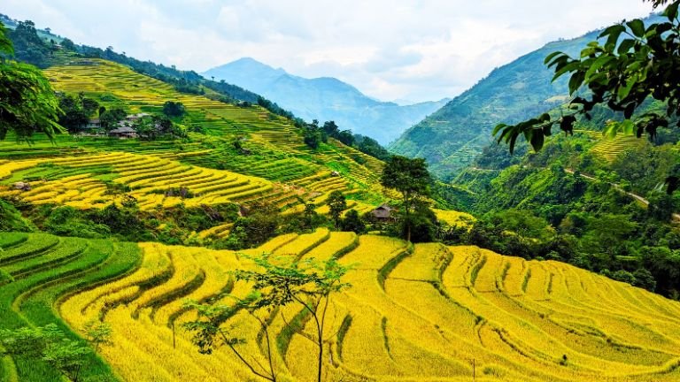 Ha Giang rice terraces