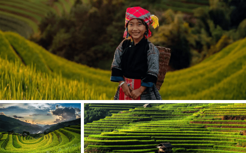 Vallée de Tu Le et rizières vertes de Mu Cang Chai en août