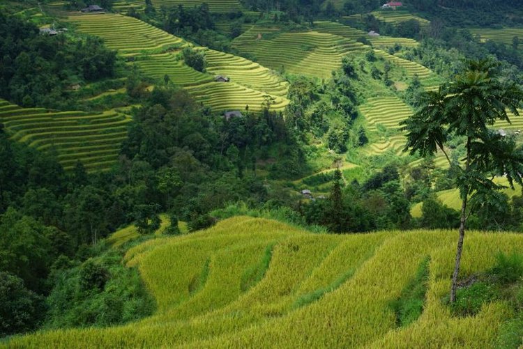 Bellezza dei campi terrazzati in Vietnam