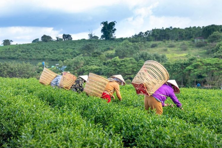 Cueillette du thé Tu Le Vietnam