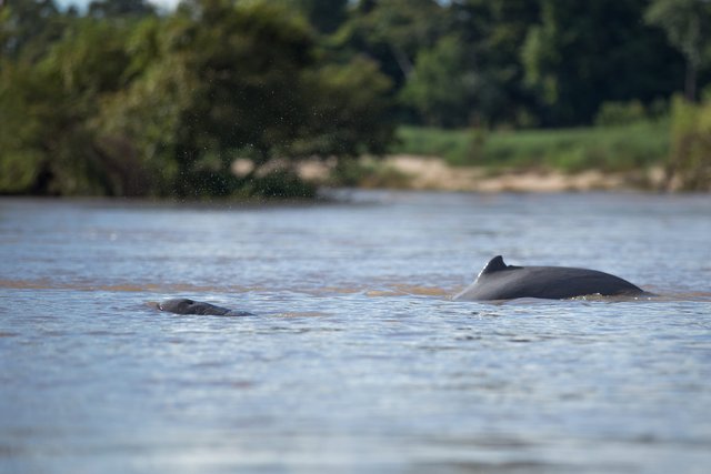 Delfino Irrawaddy su fiume di Mekong Laos