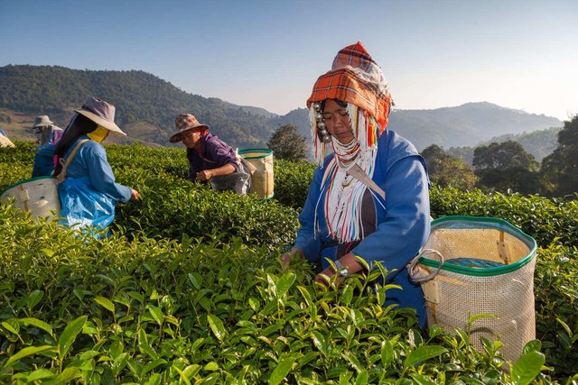 Doi-Mae-Salong-Chiang-Rai-Thailand.