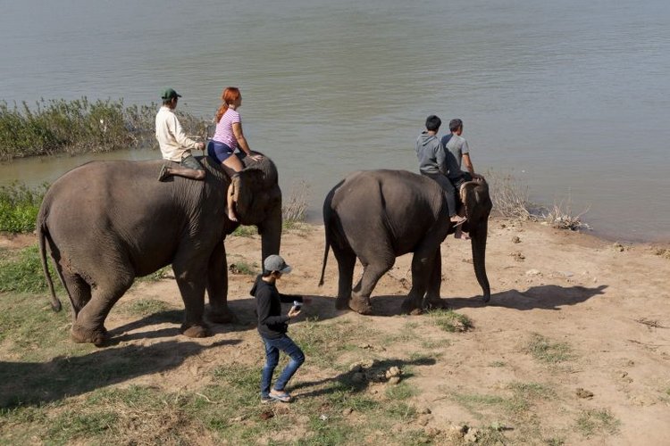 Elefante su fiume di Mekong Laos