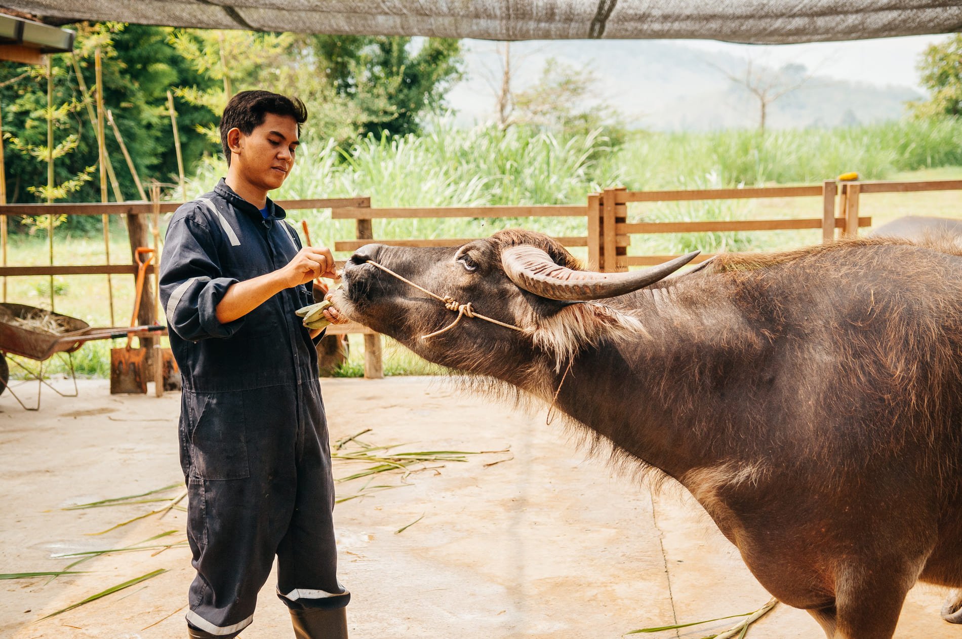 La laiterie Laos Buffalo Dairy Laos