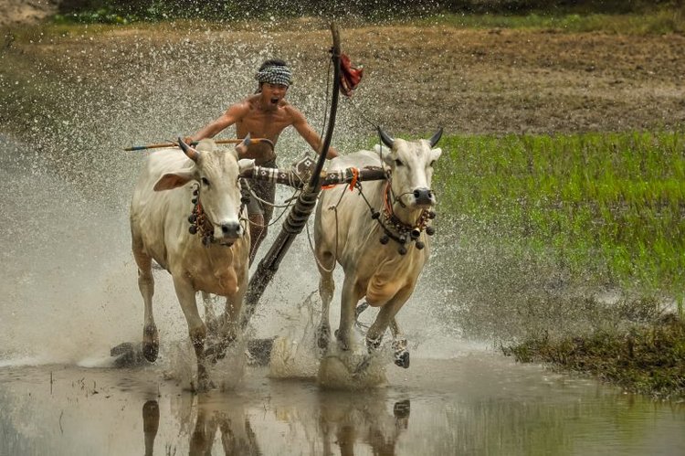 Le festival de la course des vaches Bay Nui à An Giang Vietnam