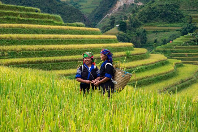 Les femmes H'Mong à Mu Cang Chai Yen Bai