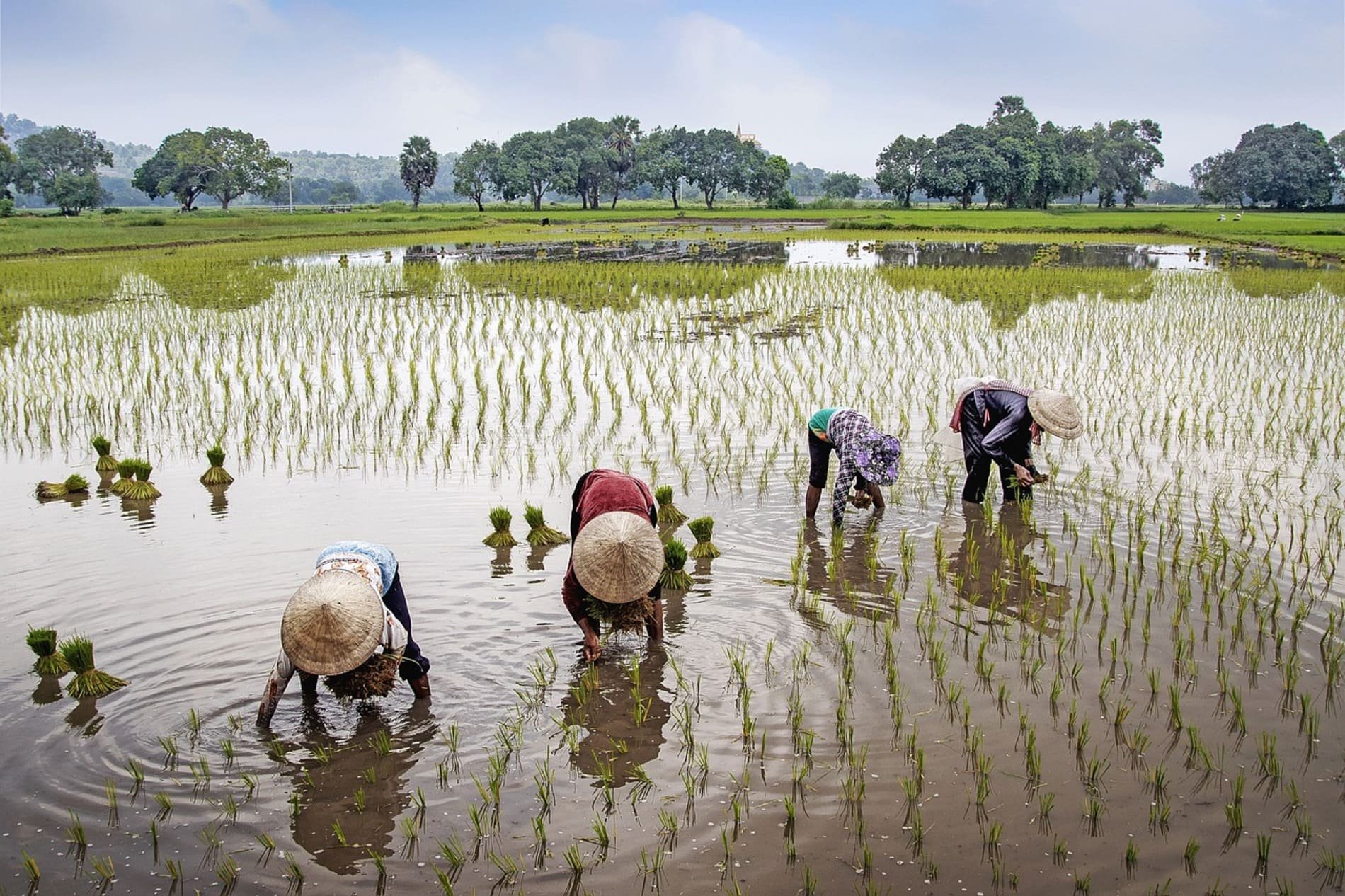 Les gens cultivent du riz à Ninh-Binh Vietnam