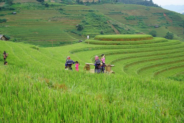 Les rizières en terrasses au Nord du Vietnam