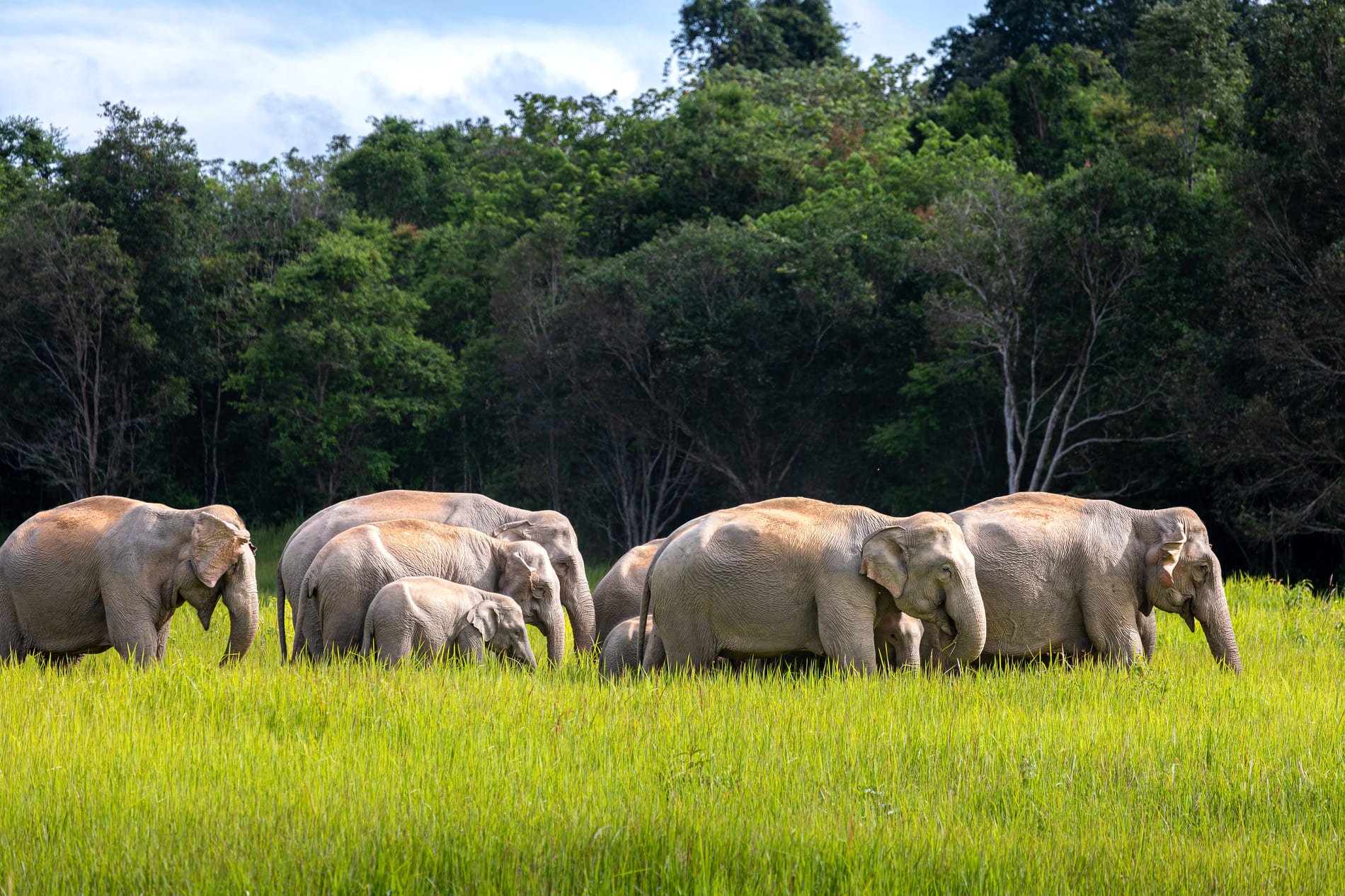 Paro nazionale di Khao Yai Thailandia