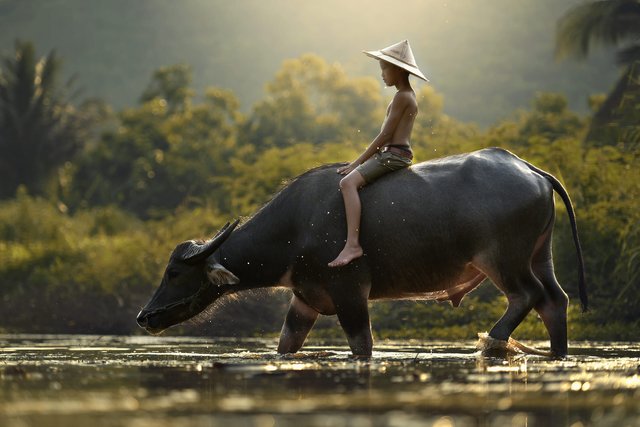 People and water buffalo Cambodia