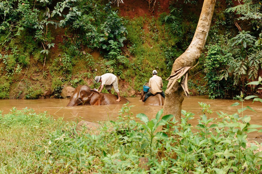 Progetto dei elefanti Bunong a Mondulkiri