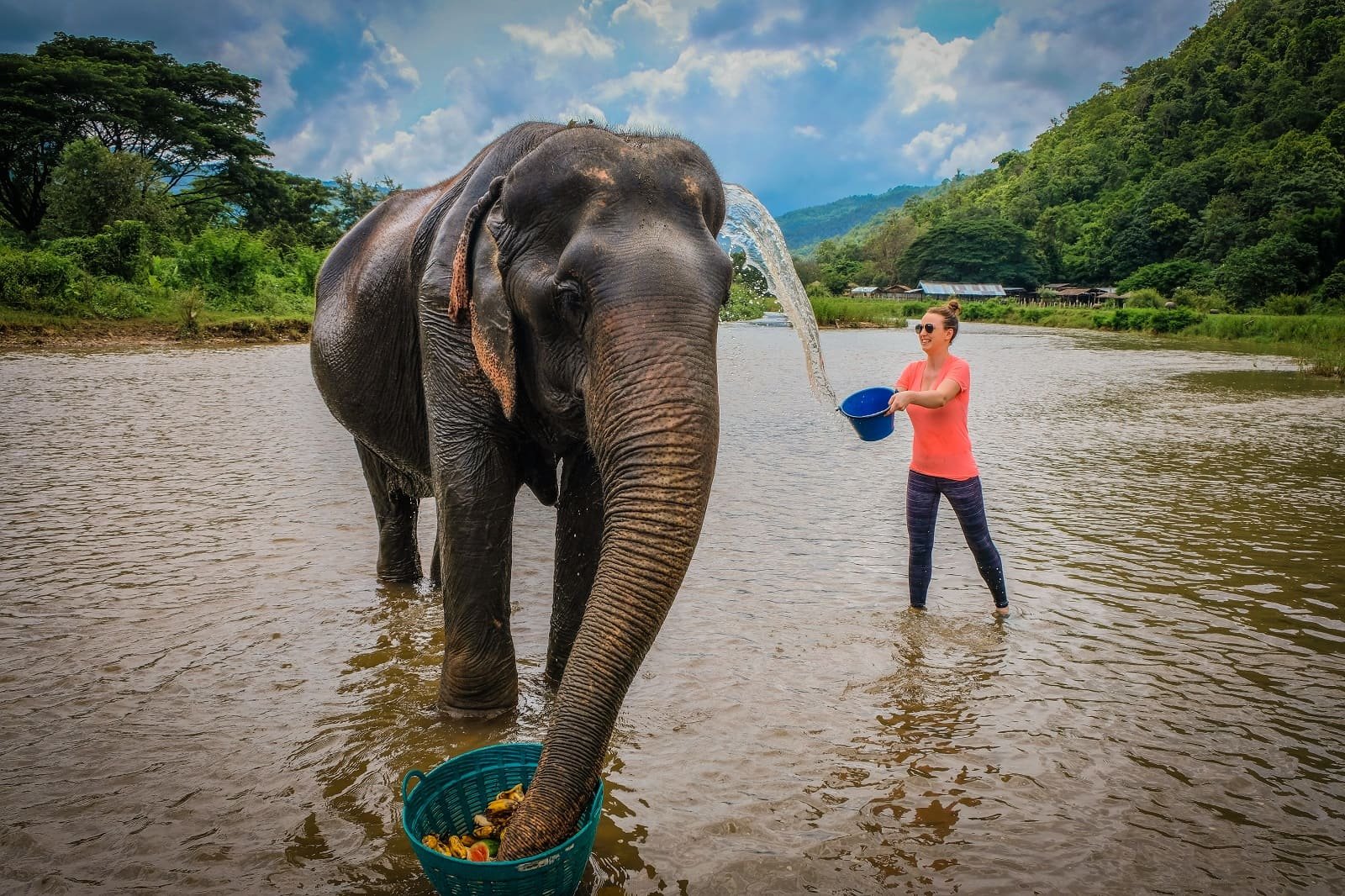 Sanctuaires d'éléphants de Chiang Mai Thailande