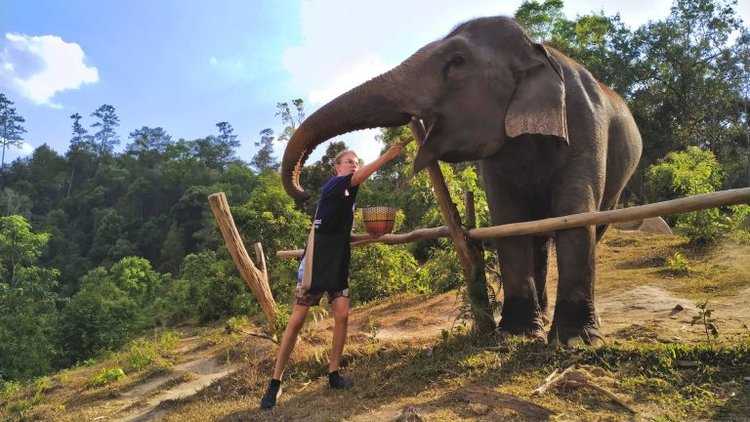 Sanctuaires d'éléphants de Chiang Mai en Thailande