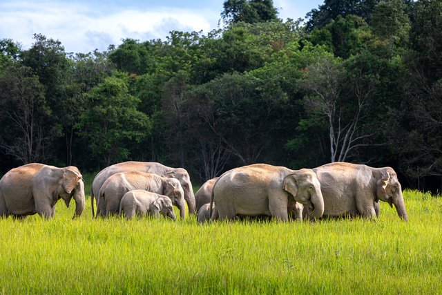 Visit Khao Yai national park