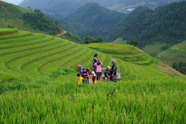 les rizières en terrasse au Vietnam