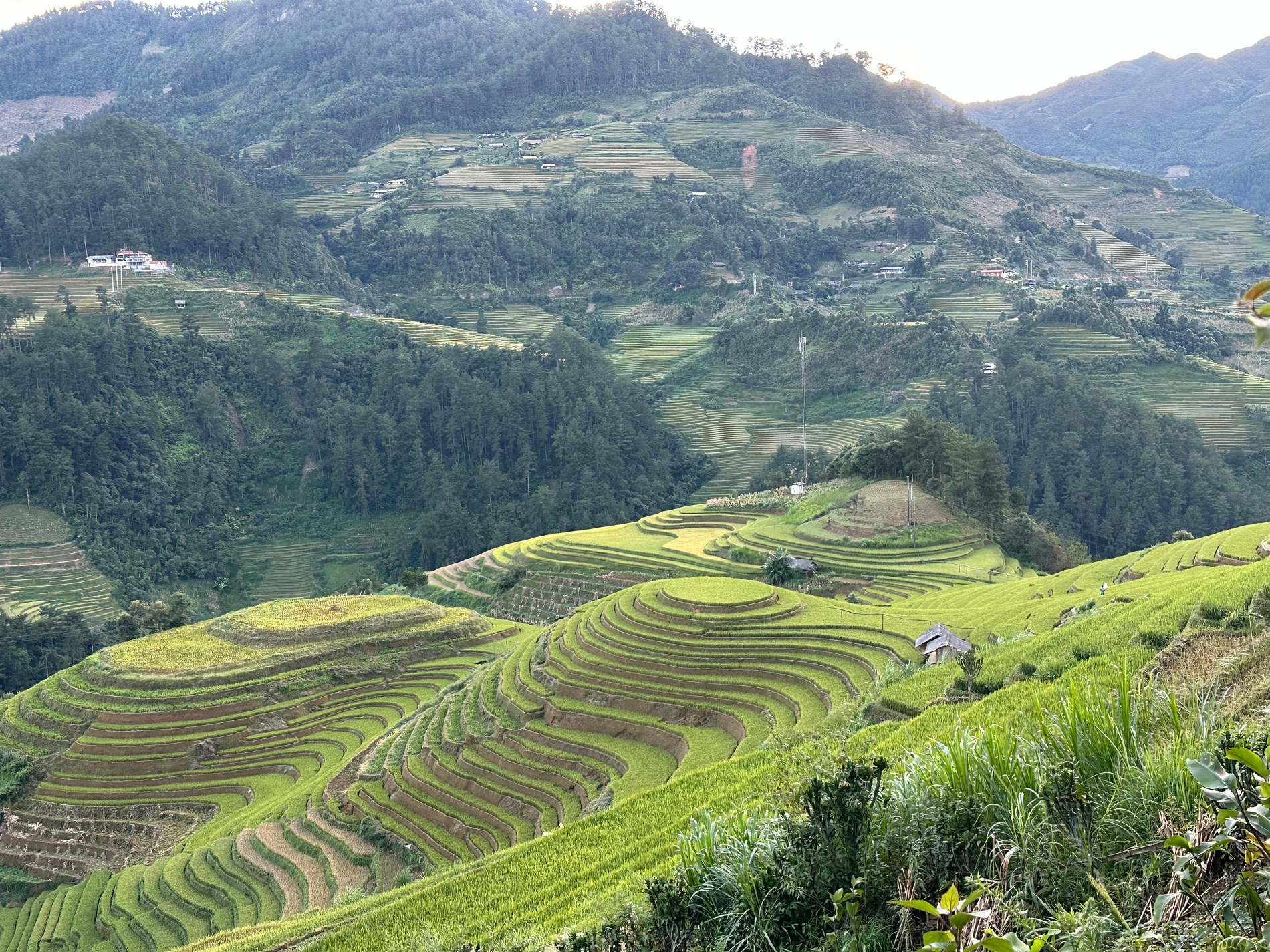 les rizières en terrasse au Vietnam