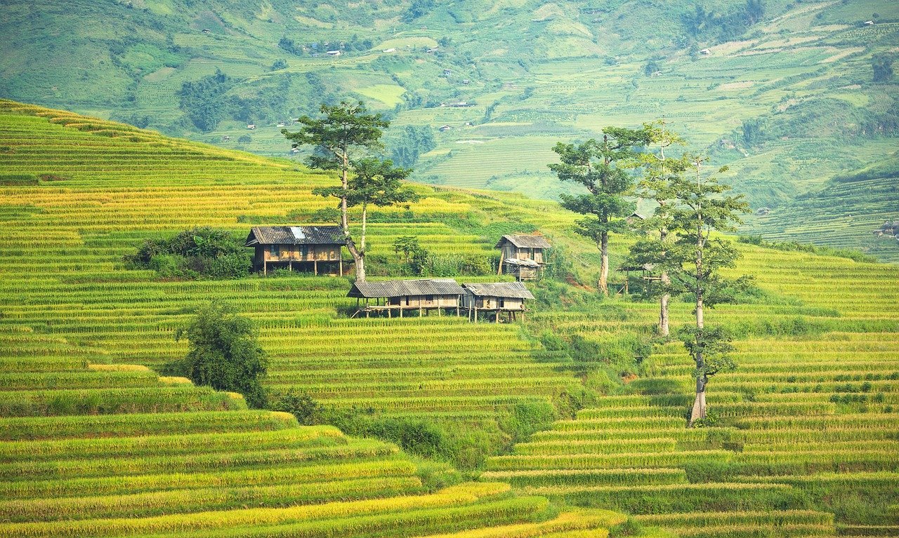 Rice field in Sapa Vietnam