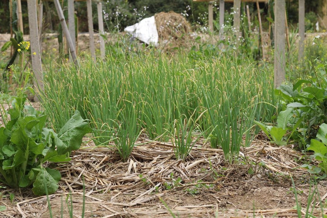 visite du jardin biologique laos