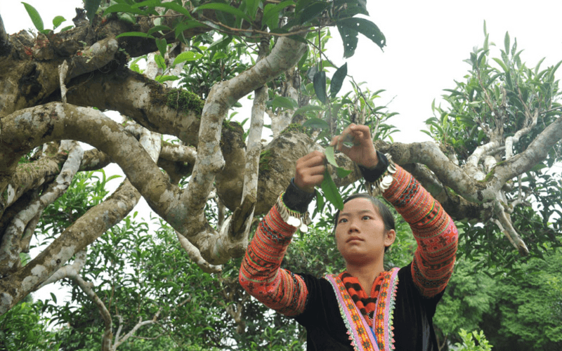 L'ancien thé Shan Tuyet est une spécialité biologique unique du Vietnam