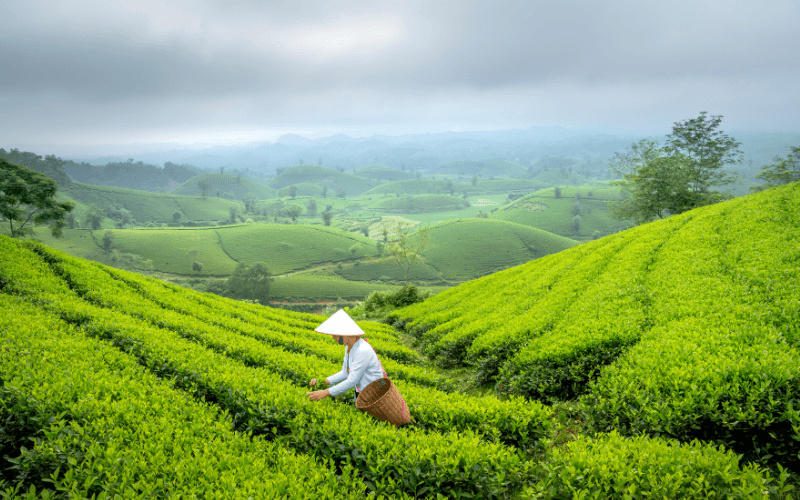 Le thé vietnam est cultivé sur les hautes montagnes