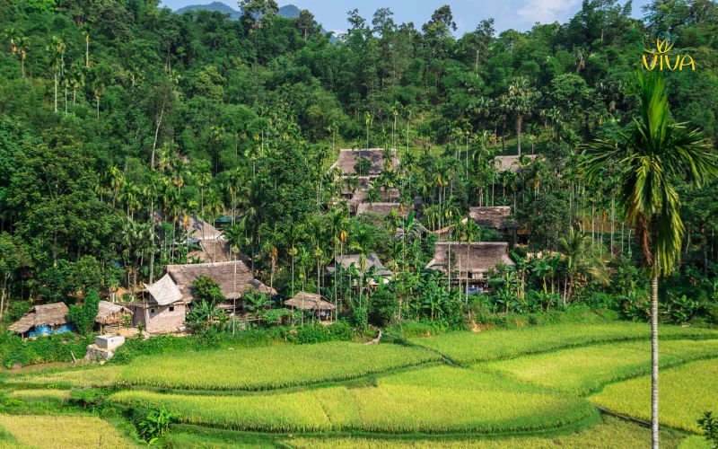 Campo di riso a Pu Luong