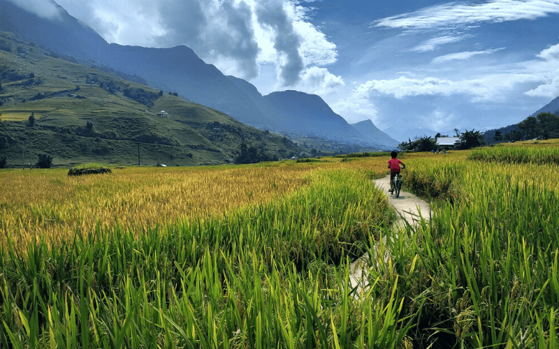 Mu cang chai rizières en terrasses