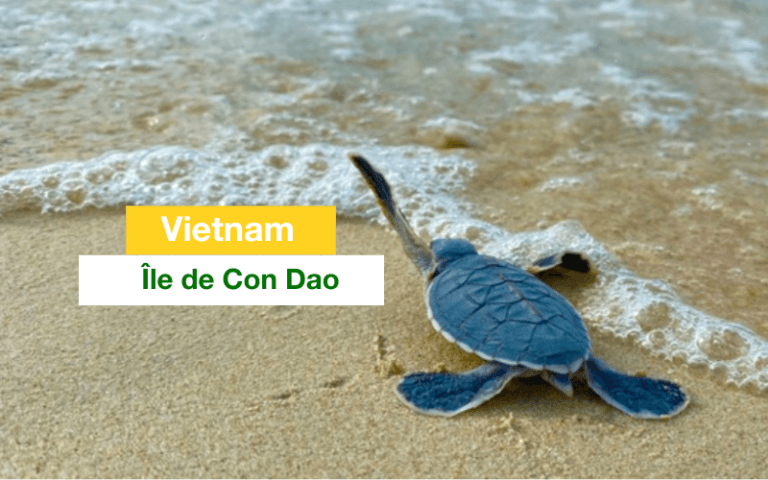 con dao