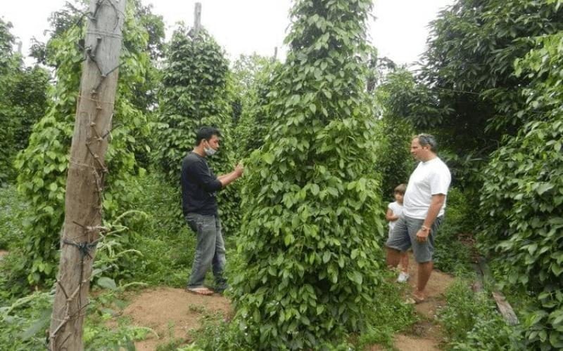 Plantation de poivre de Kampot