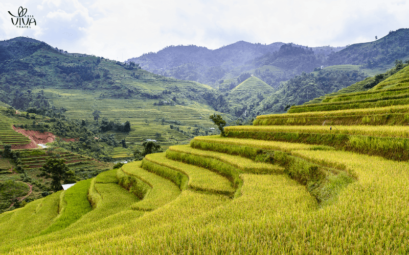 Risaie terrazzati a Hoang Su Phi