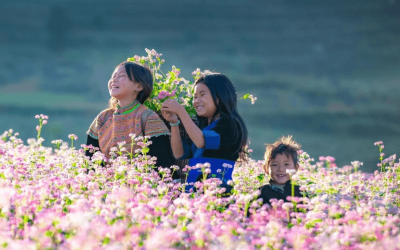 La saison des fleurs de sarrasin fleurit à Ha Giang