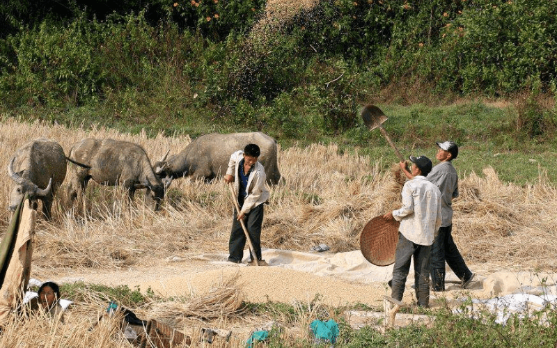 Les hommes Hmong travaillent dans les champs