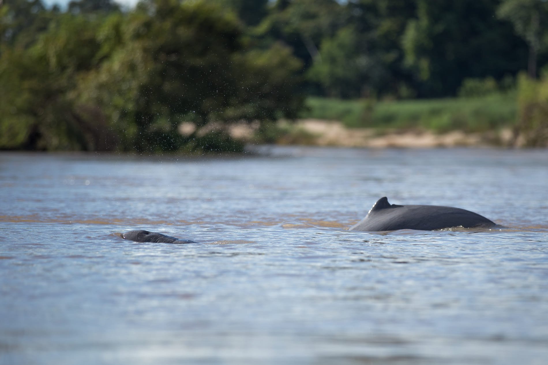 Delfino Irrawaddy su fiume di Mekong Laos