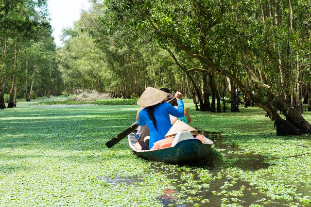 La forêt de cajeputiers de Trà Su à An Giang Vietnam